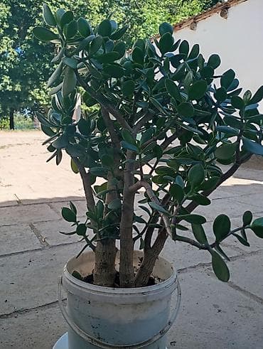Толстянка (денежное дерево) в большом горшке. - Сорт: Crassula ovata — 2