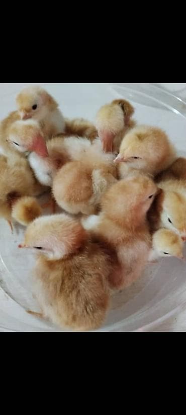 бройдер: Продаю | Цыплята | Бройлерная | Для разведения — 1