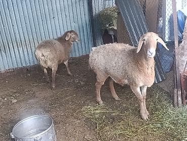 стригальная машинка для стрижки овец: Продаю | Овца (самка) | Для разведения | Матка — 2