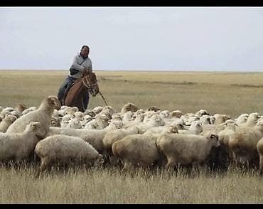 вет аптеки: Койчу керек ЧОН-КЕМИНГЕ СРОЧНО!!!! — 1