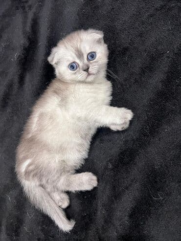 купить кошку вислоухий: Выставляются на продажу шотландские вислоухие котята от элитных — 6