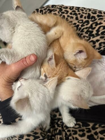 домашние кошки: Отдадим котят в хорошие руки🥺 - Окрас: два рыжих с белыми носочками и — 4