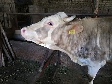 где купить черепаху: Продаю | Бык (самец) | На откорм, На забой, Для разведения — 2