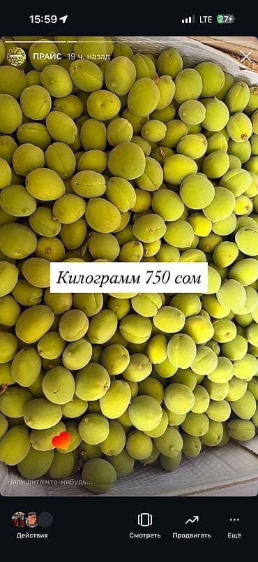 зелёный абрикос: Вотсап жазгыла! Чалбагыла все равно жооп бербейм көк өрүк/короо — 3