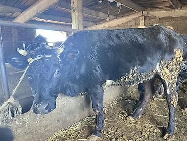 тай бишкек: Сатам | Уй (ургаачы), Кунаажын, Музоо | Алатоолук | Бордоп семиртүү үчүн | Байланган — 2