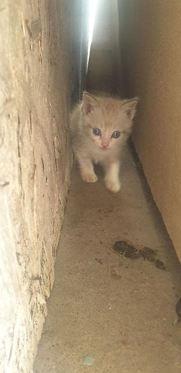 кошка шотланская: Котята, домашние мурлыки одна штука 100сом приучены милый - Порода — 3