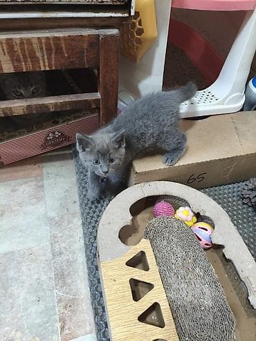 Продажа кошек: Британская короткошёрстная, 1 месяц, Мальчик, Голубой, Приучена к лотку — 2