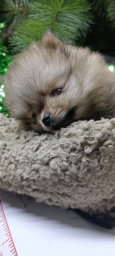 черный лабрадор щенок купить: Шпиц, 1 месяц, Самец — 8