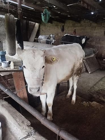 big 6: Продаю | Тёлка | На откорм | Привязанные — 2