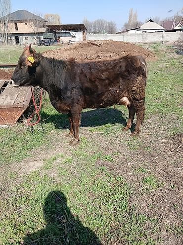 сх животные и товары: Продаю | Корова (самка) | Для разведения | После отела — 4