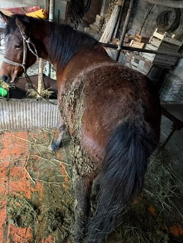домик для кошки многоуровневый: Сатам | Бээ (ургаачы) | Көбөйтүү үчүн, Союуга | Жасалма жол менен боозутуу, Мерин, Асыл тукумдуу — 3