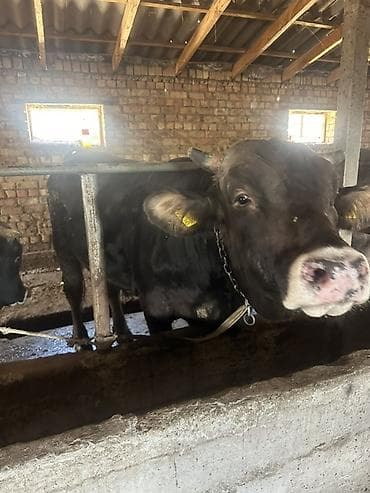 говяжьи ноги: Продаю | Бык (самец) | Для разведения | Привязанные — 4