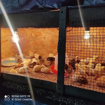 коты бишкек: Сатам | Балапандар | Көбөйтүү үчүн — 6