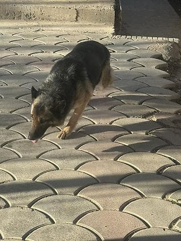 собаки щенки: Овчарка сука, окрас чепрачный (черно‑рыжий). Плотный подшерсток — 3