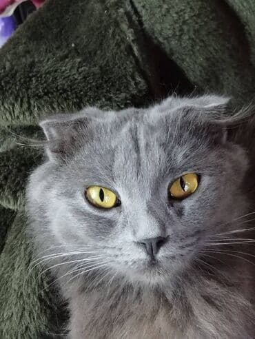 шотландская вислоухая длинношерстная кошка: 3 месяца, Мальчик — 1