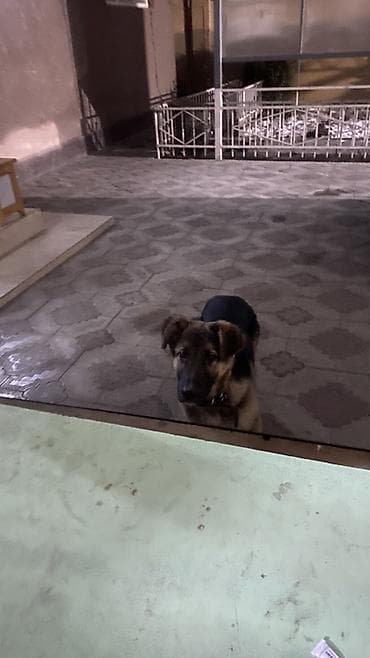 Срочно продаю щенка наполовину немецкая овчарка на половину алабай - at lalafo.kg Срочно продаю щенка наполовину немецкая овчарка на половину алабай -