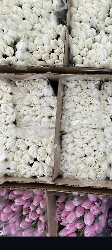 корзина для овощей: Тюльпаны с собственной теплицы - Срезанные свежие тюльпаны прямого — 9