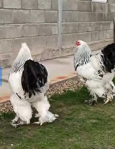 номер приюта для животных бишкек: Продаю | Куры | Брама | Для разведения — 1