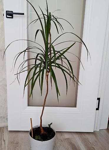 Драцена маргината (Dracaena marginata) в кашпо. - Высота с горшком — 1
