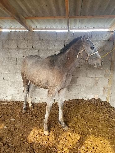 Лошади, кони: Продаю | Жеребец — 1