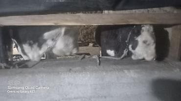 корым: Продаю | Бык (самец) | На откорм | Привязанные — 2