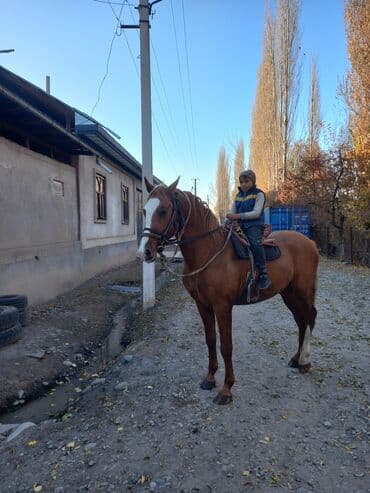 отдам даром охотничью собаку: Продаю | Конь (самец) | Дончак | Рабочий — 9