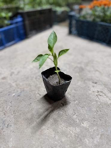 Платная доставка, Самовывоз — 4