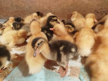 продажа кур несушек в бишкеке: Спешите. Продаю суточных цыплят мясо яичного направления, Плимутрок — 3
