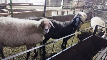 продажа шпицов: Продаю | Овца (самка) | Для разведения — 1