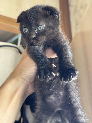 Кошки: Котята вислоухие 2месяца, к лотку приучены — 5