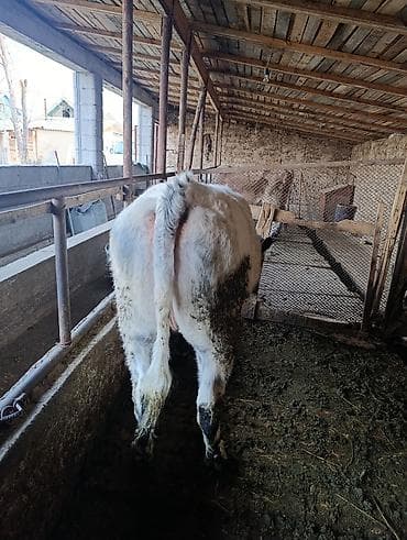 ишу карову: Продаю | Бык (самец) | На откорм — 4