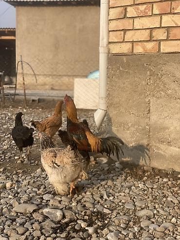 ящик пчела: Продаю | Петух | Для разведения — 4