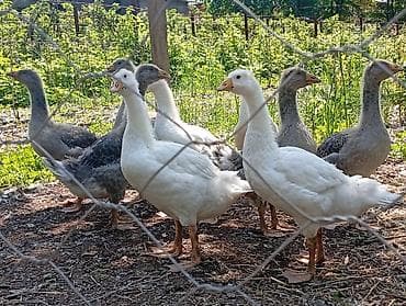 голова корова: Молодняк гусей, смешанная окраска (белые и серо-пестрые). - Возраст — 3