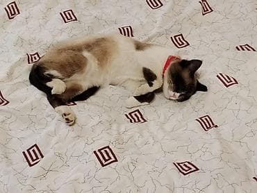сколько стоит сиамские коты: Кошка даром: Сиамская, 4 месяца, Мальчик, Приучена к лотку — 9