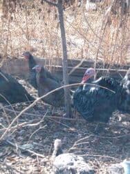 купить чау чау в бишкеке: Продаю | Индюшка (самка), Индюк (самец) | Полукровка, Черный принц | На забой, Для разведения | Племенные — 7