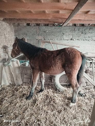 конь ат: Продаю | Жеребенок | Рабочий — 1