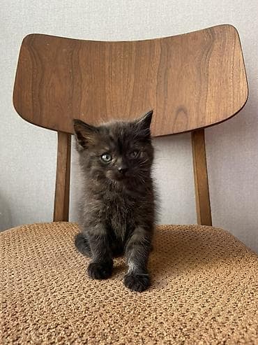 тайские сиамские кошки: Отдам котят 1-1,5 месяца в добрые руки. Смесь с шотландцем — 2