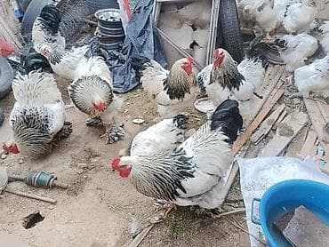 комбикорм для кур: Продаю | Куры | Брама | Для разведения — 3