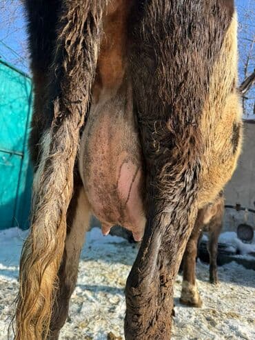 жожо сатам: Сатам | Уй (ургаачы), Музоо | Симментал | Сүт алуу үчүн | Асыл тукумдуу — 6