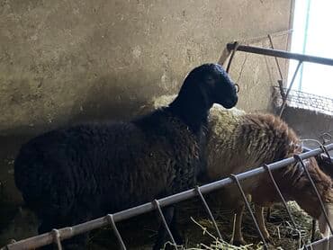 Собаки: Продаю | Баран (самец) | Полукровка | Для разведения — 5