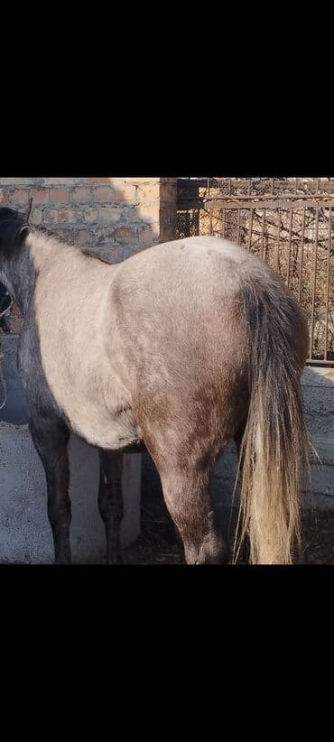 Собаки: Продаю | Кобыла (самка) | На забой, Для разведения — 1