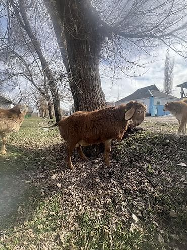 кой сойгуч: Продаю | Баран (самец) | Арашан | Для разведения | Племенные — 5