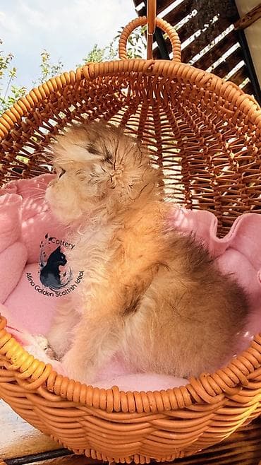 кошка котёнок: Скотиш Фолд (Шотландская вислоухая), 1 месяц, Мальчик, Золотая шиншилла, С документами, С прививками, Приучена к лотку — 7
