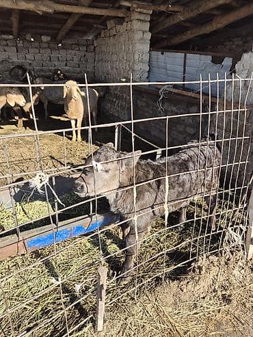 карабалта музоо торпок: Сатам | Музоо | Бордоп семиртүү үчүн | Жасалма уруктандырылган — 1