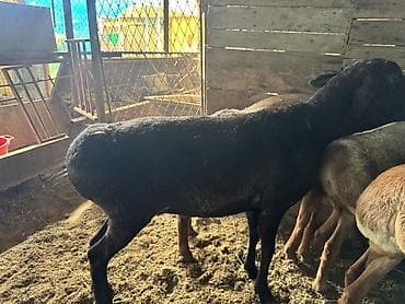 Продаю | Овца (самка) | Гиссарская, Арашан | Для разведения | Котные, Осеменитель, Матка — 7