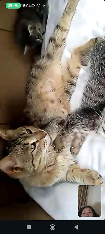 На передержке только в добрые руки кошка и два котёнка мальчик и