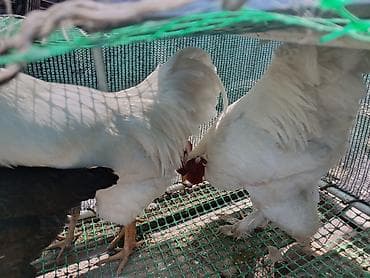 курицы: Продаю | Петух | Для разведения — 1