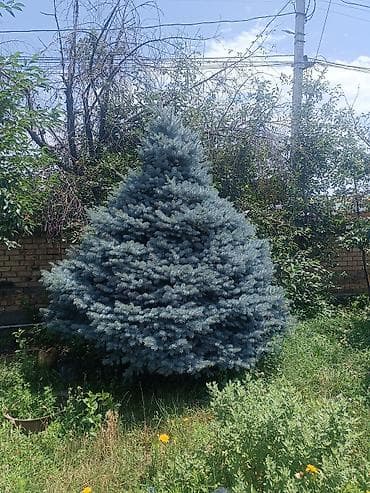 елка голубая: Ель голубой (Picea pungens ‘Glauca’), 3метр декоративная — 2
