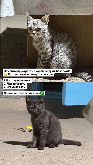 Мышыктар: Отдам в хорошие руки🙌 — 1