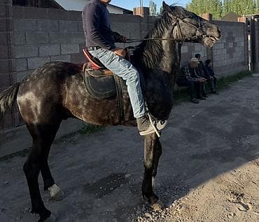 кане корсо собака цена: Продаю | Жеребец | Рабочий | Племенные, Осеменитель — 2